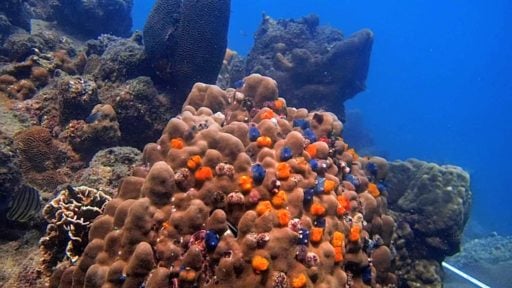 Underwater pillar coral