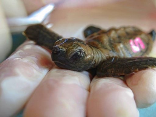 Baby sea turtle on the palm of the vet