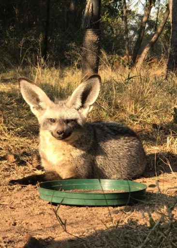 A bat-eared fox on our South Africa Veterinary Service program