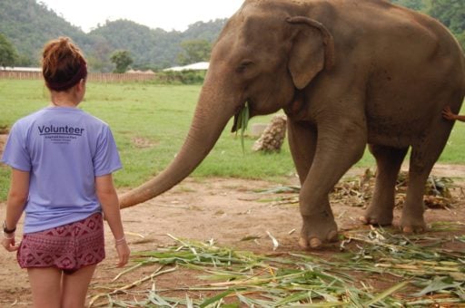 Loop Abroad vet student/volunteer feeding elephant