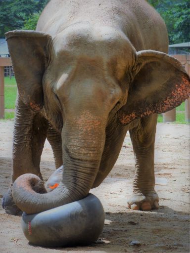 Young Elephant playing his toy ball