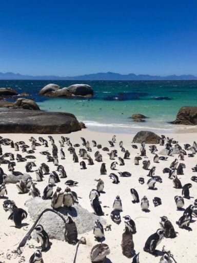 Penguins on our South Africa Adventure Bonus Week