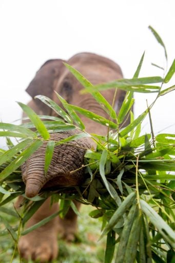 Elephant eating his grass