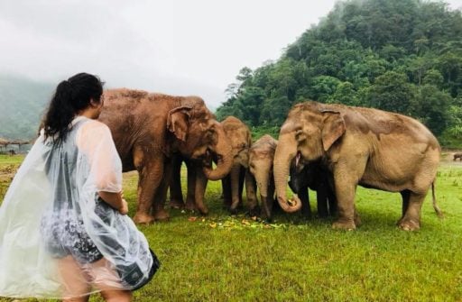Student in raincoat looking to the family of Elephants