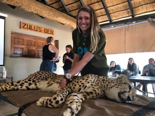 While the cheetah vet has the cheetah sedated to provide essential veterinary care, students on the South Africa Veterinary Service program