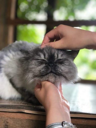 Cat enjoying scratching on his head