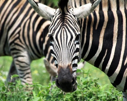 Zebras in lush greens