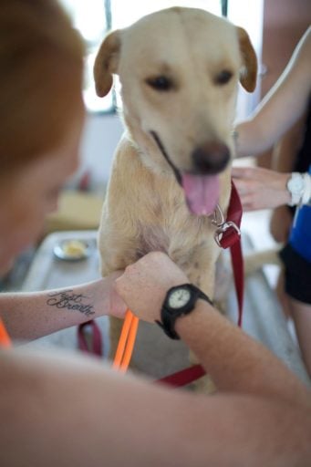 Loop Abroad vet student check on dog in Dog Rescue Clinic 