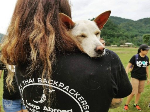 Woman cuddle dog rescue during the college veterinary service program