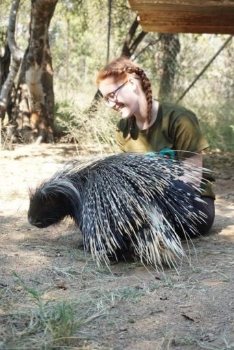 Loop Abroad student petting porcupine
