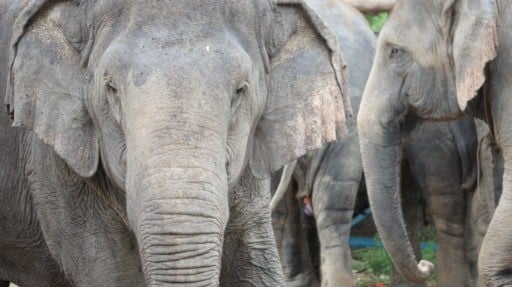 Focused shot of Elephant herd.