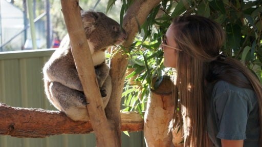 Loop Abroad student in Australia talking to a Koala setting in the branch 