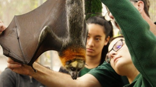 These students are working with bats on our Veterinary Service Australia program, under the supervision of a veterinarian.