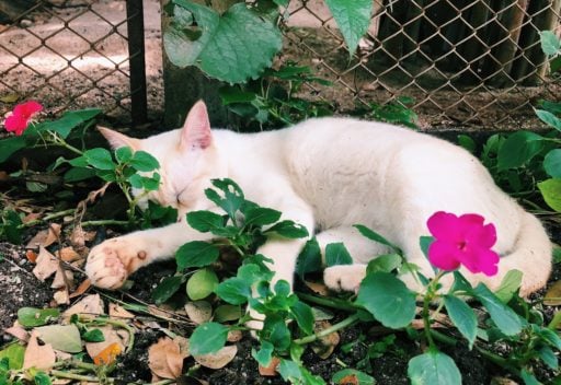 White cat sleeping on a flower garden