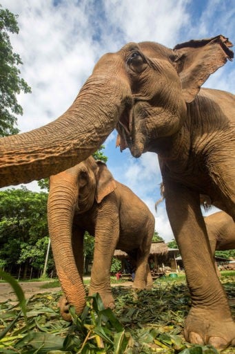 Focused shot of happy Elephants