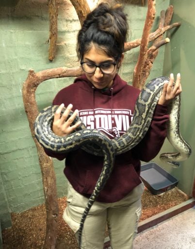 Working with snakes in Australia