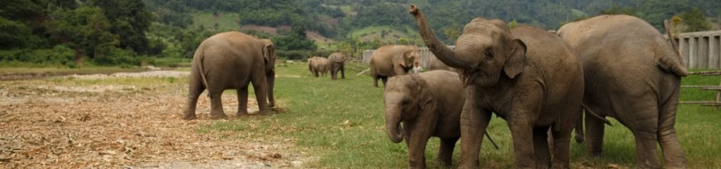 herd of elephants