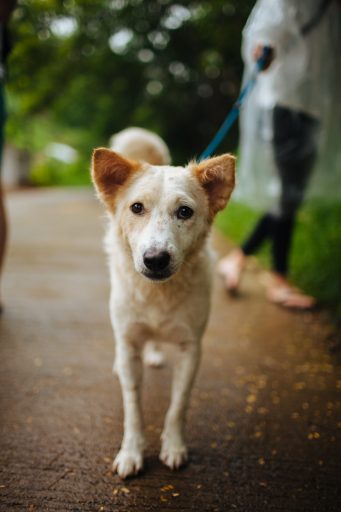 Rescued dog on her leash tag by a woman.