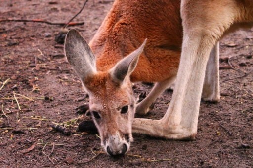 Kangaroo snipping on the ground