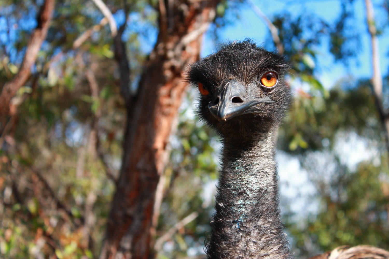 High School Veterinary Service Australia Loop Abroad Veterinary