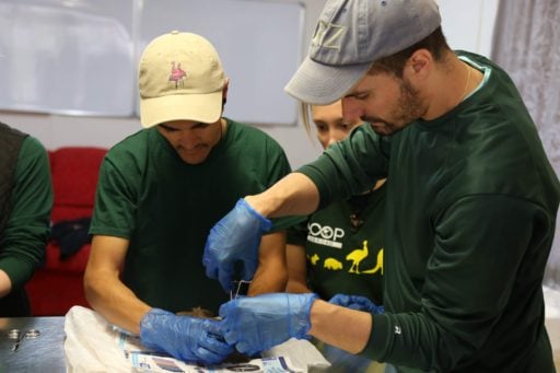 Students performing a necropsy on the Loop Abroad Veterinary Service Australia program.