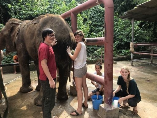 A group of Loop Abroad pre vet student examining an Elephant.