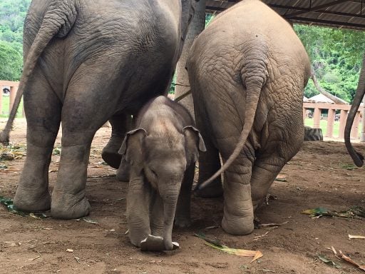 Elephants and baby elephant