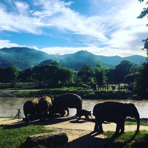 Elephants at Thailand nature park