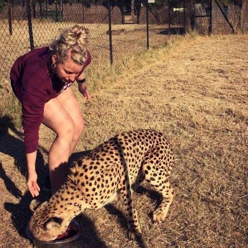 student feeding jaguar