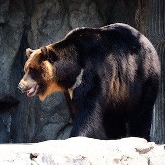 bear