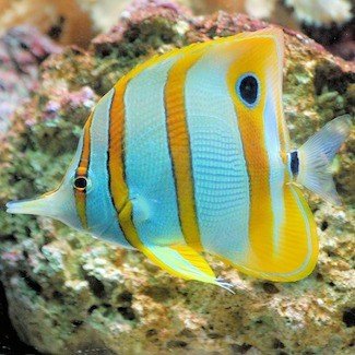 butterfly fish