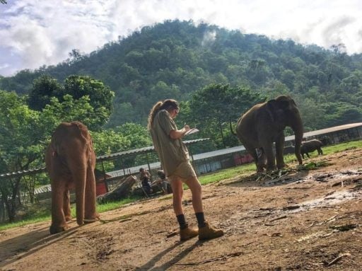 college veterinary service program student checking the elephants