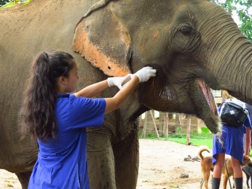 elephant and vet student