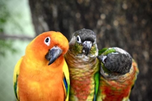 Three colorful parrot