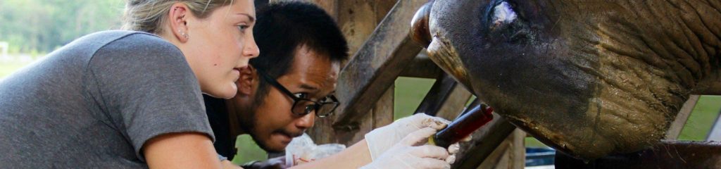 Veterinary taking blood samples on Elephant