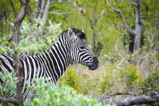 Lone Zebra in the woods