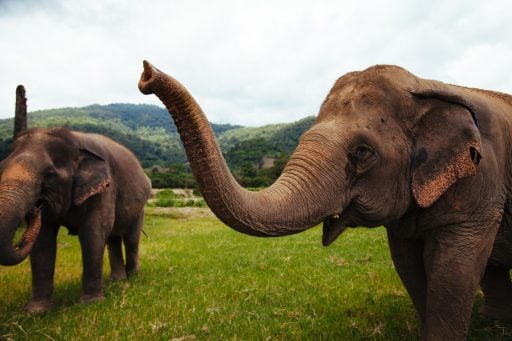 Elephants in Thailand