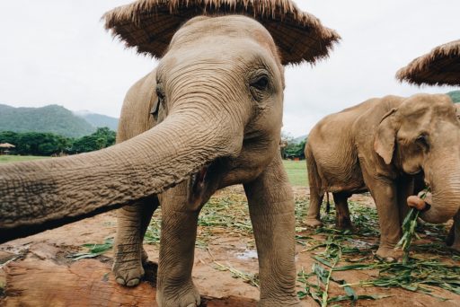 Happy elephant during their feeding time