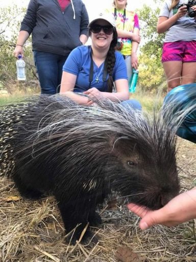 porcupine feeding from hand