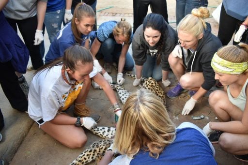 Loop Abroad vet students checking on cheetah