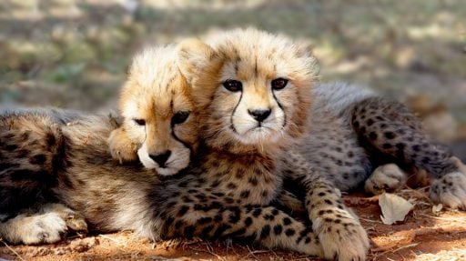 Cheetah Cubs cuddle to each other