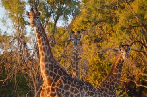Giraffes in veterinary service in south Africa