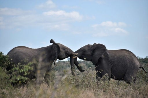 African Elephants in veterinary service in south Africa