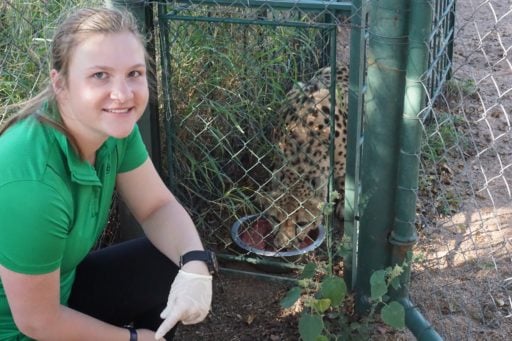 Loop Abroad pre vet student feeding the cheetahs