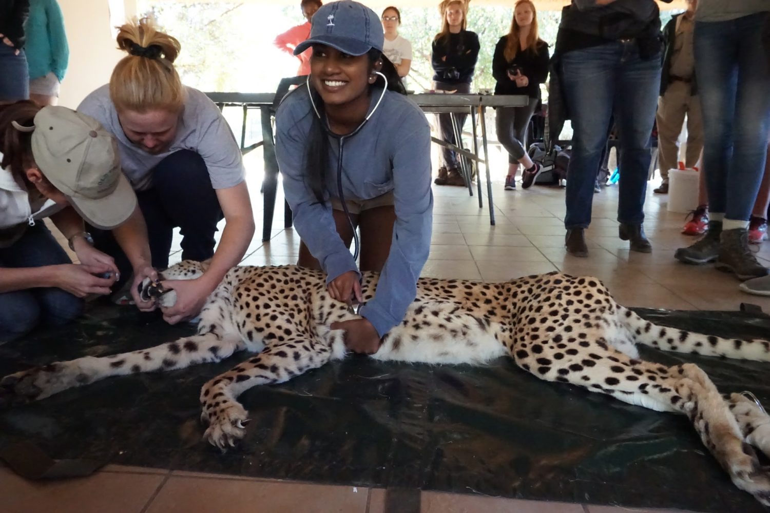 PreVeterinary Service in South Africa Loop Abroad Veterinary Study