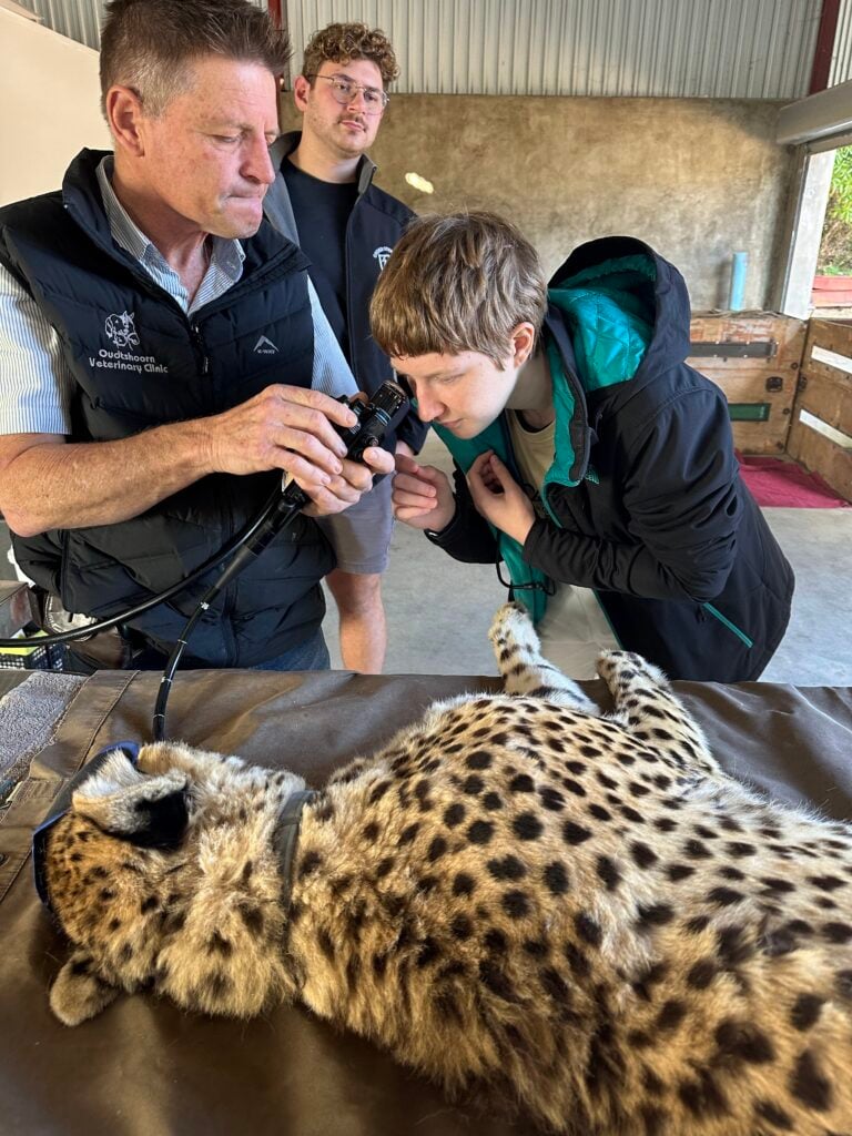 South Africa Pre-Vet Big Cats - Loop Abroad - Veterinary Study Abroad
