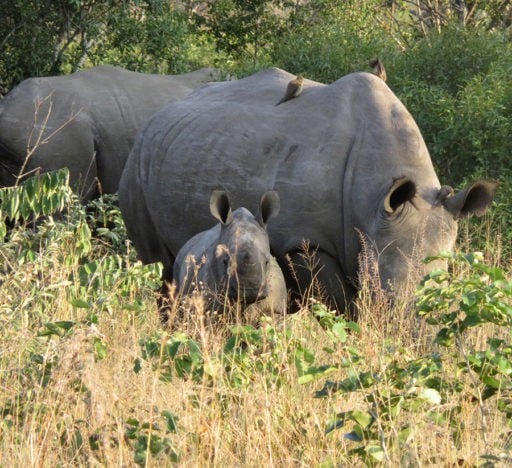 Wild Rhinos in Kruger National Park