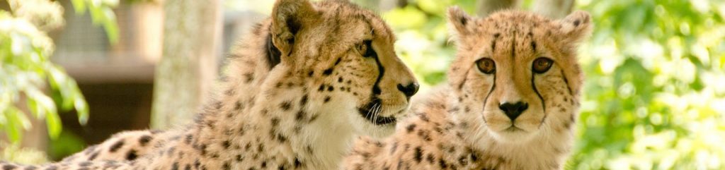 Two cheetahs