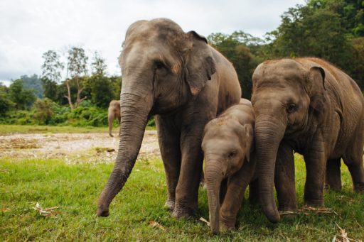 A family of Elephant
