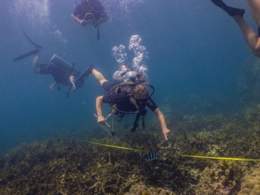 SCUBA diving session of the students